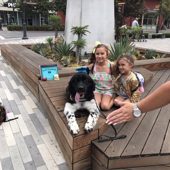 It's Only Love Dog Training - Teddy at grad day Victoria Gardens with my 2 girls - Pet Training Near Me It's Only Love Dog Training - Teddy at grad day Victoria Gardens with my 2 girls - Pet Training Near Me