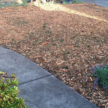 Brush Hog Tree Care - Phase 1 Complete! - Tree Services Near Me - Half Moon Bay, California Brush Hog Tree Care - Phase 1 Complete! - Tree Services Near Me - Half Moon Bay, California