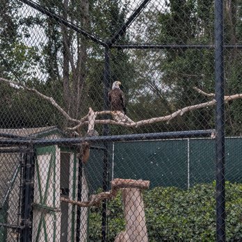Monterey Zoo - Bald eagle - Zoos Near Me - Salinas, California Monterey Zoo - Bald eagle - Zoos Near Me - Salinas, California