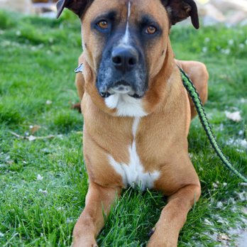 Happy Paws Dog Grooming - Pet Groomers Near Me - Monrovia, California Happy Paws Dog Grooming - Pet Groomers Near Me - Monrovia, California