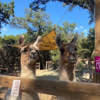 The Shady Llama - Llamas! - Beer Gardens Near Me - Wimberley, Texas The Shady Llama - Llamas! - Beer Gardens Near Me - Wimberley, Texas