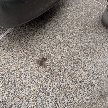 Dapper Pros Mobile Auto Detailing - Filthy driveway AFTER I leaf blew it to try and move some dirt off. (notice the rest of the driveway was recently pressure washed) - Auto Detailing Near Me
