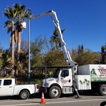 The Tree Guy - Trimming of palms w/ bucket - Tree Services Near Me