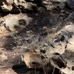 Rattlesnake