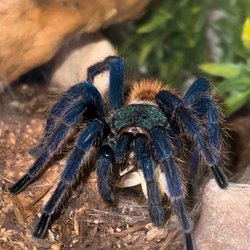 Reptile Island - Green Bottle Blue, Mature Male