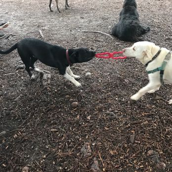 Alameda Creek Trail - Riley playing with his dog park girlfriend, Abby - Hiking Near Me - Fremont, California Alameda Creek Trail - Riley playing with his dog park girlfriend, Abby - Hiking Near Me - Fremont, California
