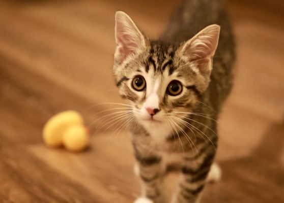 Pasadena Humane by null