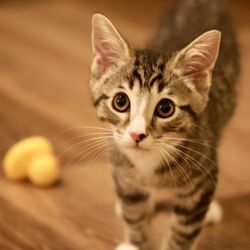 Pasadena Humane - Beans! - Foster Baby