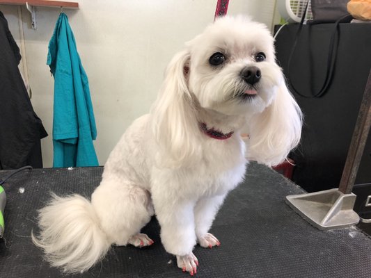 gloria's dog beauty salon