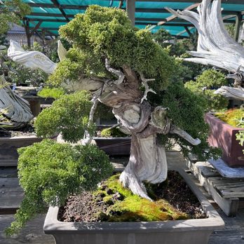 Yamaguchi Bonsai Nursery - Nurseries & Gardening Near Me - Los Angeles, California Yamaguchi Bonsai Nursery - Nurseries & Gardening Near Me - Los Angeles, California