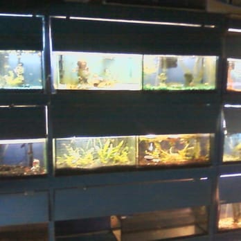 Big Fish Little Fish - Fish tanks, Dec 30, 2014 - Pet Stores Near Me - Somerville, Massachusetts Big Fish Little Fish - Fish tanks, Dec 30, 2014 - Pet Stores Near Me - Somerville, Massachusetts