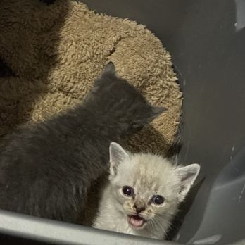 Banfield Pet Hospital - The white kitten is the one they killed basically - Veterinarians Near Me - Morrow, Georgia Banfield Pet Hospital - The white kitten is the one they killed basically - Veterinarians Near Me - Morrow, Georgia