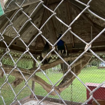 Blackthorne Resort - Sad birds. - Resorts Near Me - East Durham, New York
