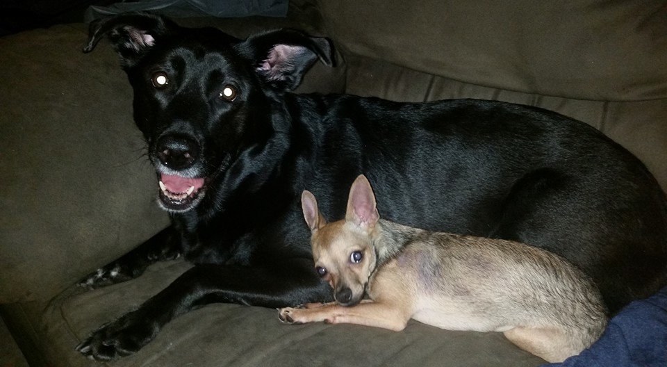 TLC PETS Updated July 2024 2815 Shephard Rd, Lakeland, Florida