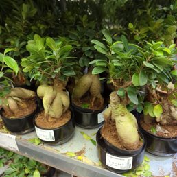 I mean seriously at these prices I could by everyone of these cute little guys