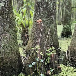 Blackwater Preserve