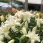 Photo of Willard Bay Gardens