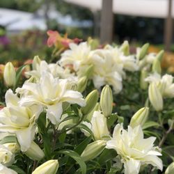 Willard Bay Gardens - Lilium Oriental Roselily - Carolina