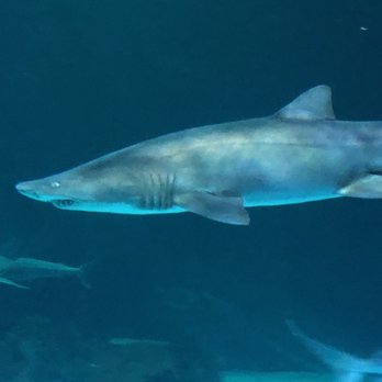 Creepy Shark Yelp Creepy Shark Yelp