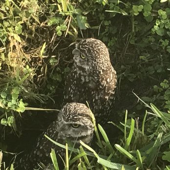 Plantation Central Park - Burrowing owl sightings are not uncommon - Parks Near Me - Plantation, Florida Plantation Central Park - Burrowing owl sightings are not uncommon - Parks Near Me - Plantation, Florida