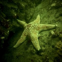 Deep Forest Diving - Newport Jetty