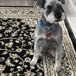 Hudson just after his schnauzer cut.