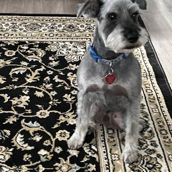 Bark 'N' Bean - Hudson just after his schnauzer cut. - Pet Groomers Near Me - Annapolis, Maryland