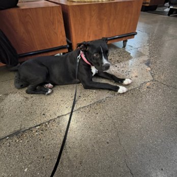 Ques Canines - Pet Training Near Me - El Prado, New Mexico Ques Canines - Pet Training Near Me - El Prado, New Mexico