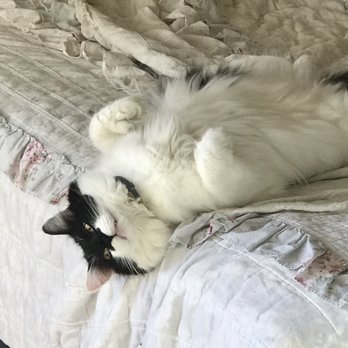 The Comforted Kitty - Relaxed kitty - Pet Sitting Near Me