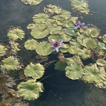 Garfield Park Conservatory - Parks Near Me - Chicago, Illinois