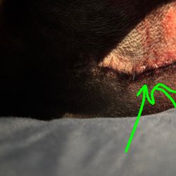 McGee Street Animal Hospital - Staples in her incision they said it was the angle I took the photos