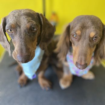 What The Pup Grooming - Pet Groomers Near Me - Midland, Texas What The Pup Grooming - Pet Groomers Near Me - Midland, Texas