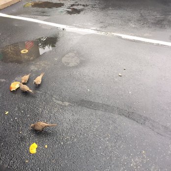 Maui Bread - Birds enjoyed it! - Bakeries Near Me - Kihei, Hawaii Maui Bread - Birds enjoyed it! - Bakeries Near Me - Kihei, Hawaii