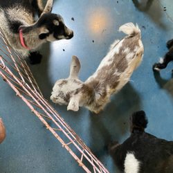 BreakAway Yoga Studio - Goat pen on site