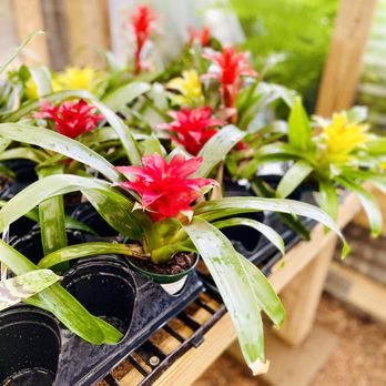 Fanick's Garden Center - Nurseries & Gardening Near Me - San Antonio, Texas