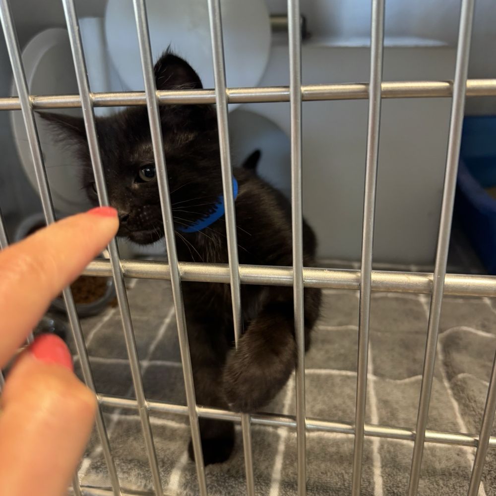 Wisconsin Humane Society - Animal Shelters Near Me - Milwaukee, Wisconsin Wisconsin Humane Society - Animal Shelters Near Me - Milwaukee, Wisconsin
