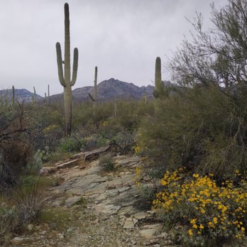 Sabino Canyon - Sabino canyon - Parks Near Me - Tucson, Arizona Sabino Canyon - Sabino canyon - Parks Near Me - Tucson, Arizona