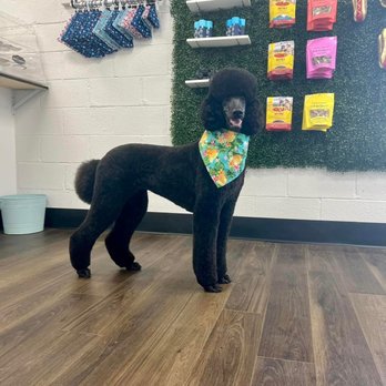 Sam’s Dapper Dog - Pet Groomers Near Me - Salem, New Hampshire