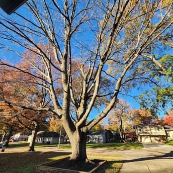Victor Tree Service - Before - Tree Services Near Me Victor Tree Service - Before - Tree Services Near Me