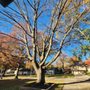Photo of Victor Tree Service