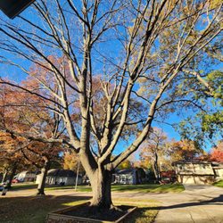 Victor Tree Service - Before