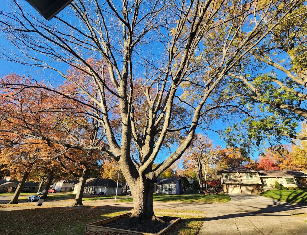 Victor Tree Service - tree service in Kansas City, MO
