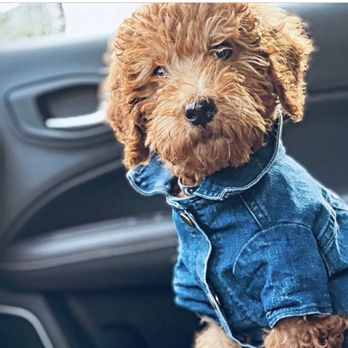 GISL Pet Center - Dolce modeling her jean jacket! - Veterinarians Near Me - Miami, Florida GISL Pet Center - Dolce modeling her jean jacket! - Veterinarians Near Me - Miami, Florida
