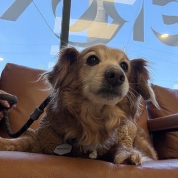 Peroxide Hair - Dogs of Peroxide - Hair Salons Near Me - Hermosa Beach, California Peroxide Hair - Dogs of Peroxide - Hair Salons Near Me - Hermosa Beach, California