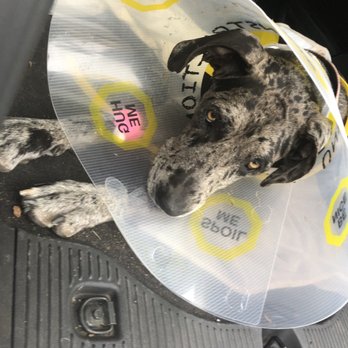 FACE Foundation - Pet Services Near Me - San Diego, California