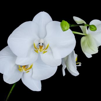 1. Nelson S Joo, DMD - Orchid Dental