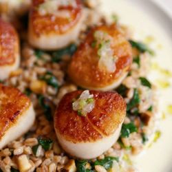 Old Ebbitt Grill - Scallops - 2/11/2025