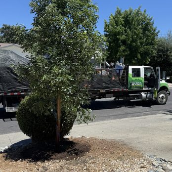 Moon Valley Nurseries - New camphor tree - Nurseries & Gardening Near Me - Brentwood, California Moon Valley Nurseries - New camphor tree - Nurseries & Gardening Near Me - Brentwood, California