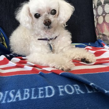 Bow Wow Barber - Muffin says thank you! - Pet Groomers Near Me - Riverside, California Bow Wow Barber - Muffin says thank you! - Pet Groomers Near Me - Riverside, California