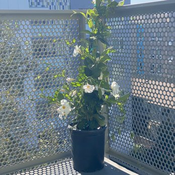 Tansy - Home Decor Near Me - Burbank, California Tansy - Home Decor Near Me - Burbank, California